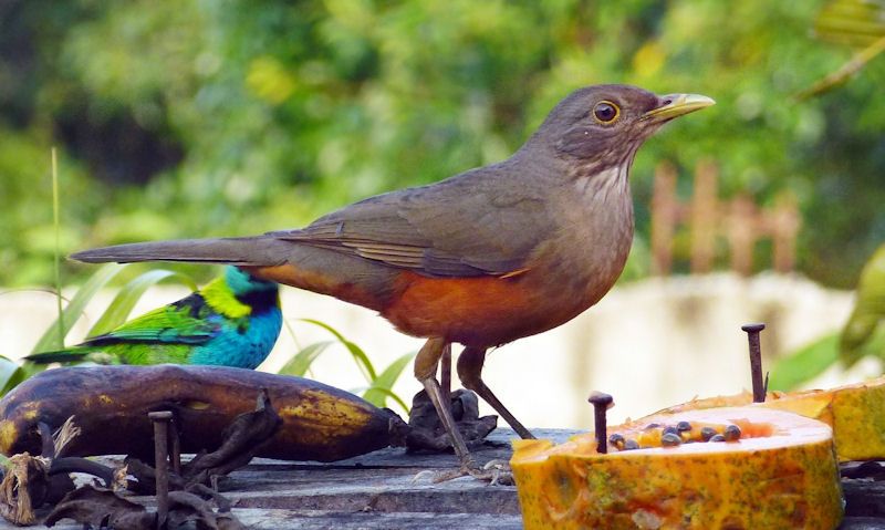 Bird seen on table standing near rotten banana