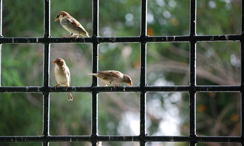 Aparrows perched in window bars