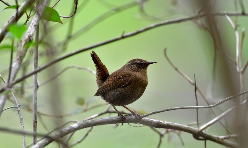 Wren sitting on tree branch