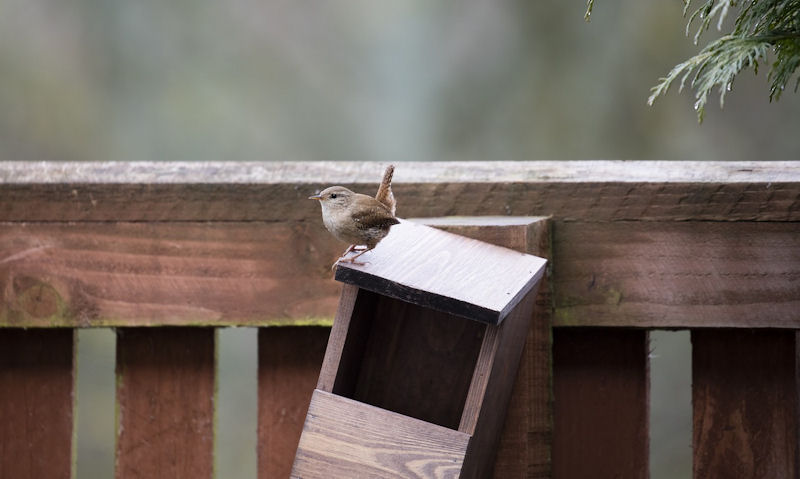 Wren is seen perched on top of empty wren or robin wooden nest box fixed to fence post