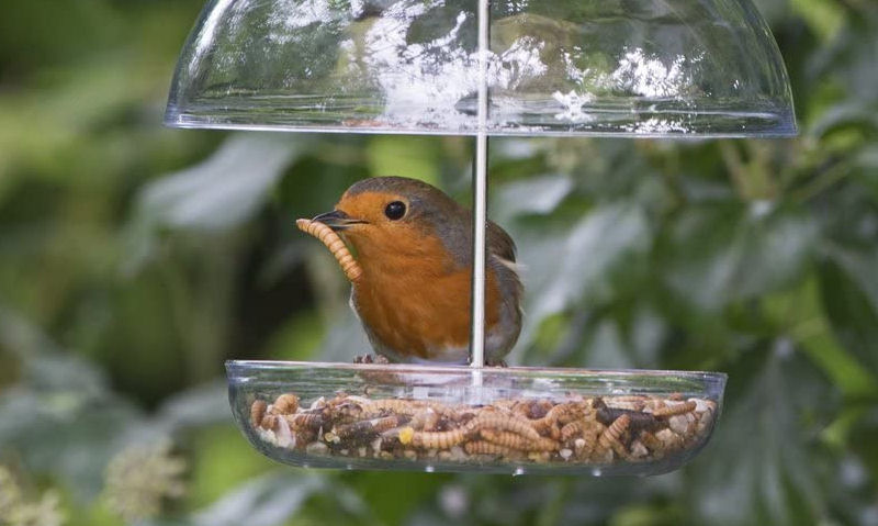 Robin with dried mealworm in mouth, perched on hanging bird feeding tray under dome