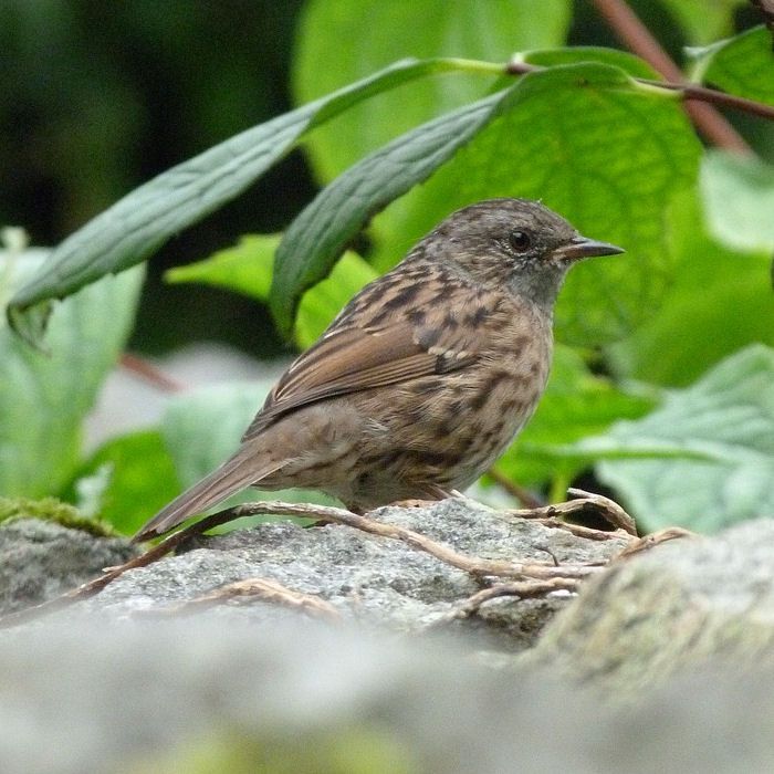 Dunnock on rock