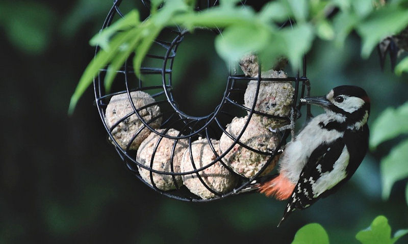 Great Spotted Woodpecker feeding off fat ball feeder ring