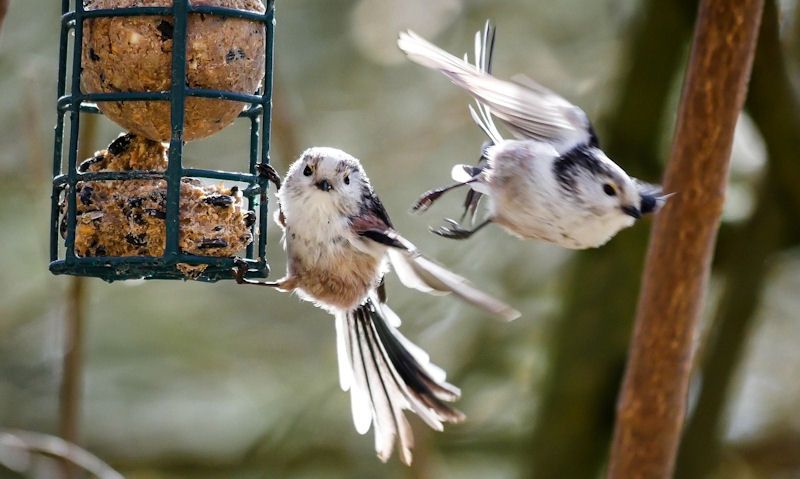 Long-tailed Tits using fat ball feeder