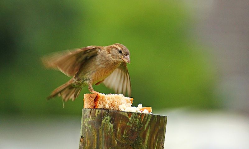 Sparrow perched on bread on top of wooden post