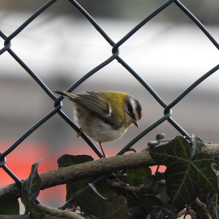 Looking at Firecrest through wired fence