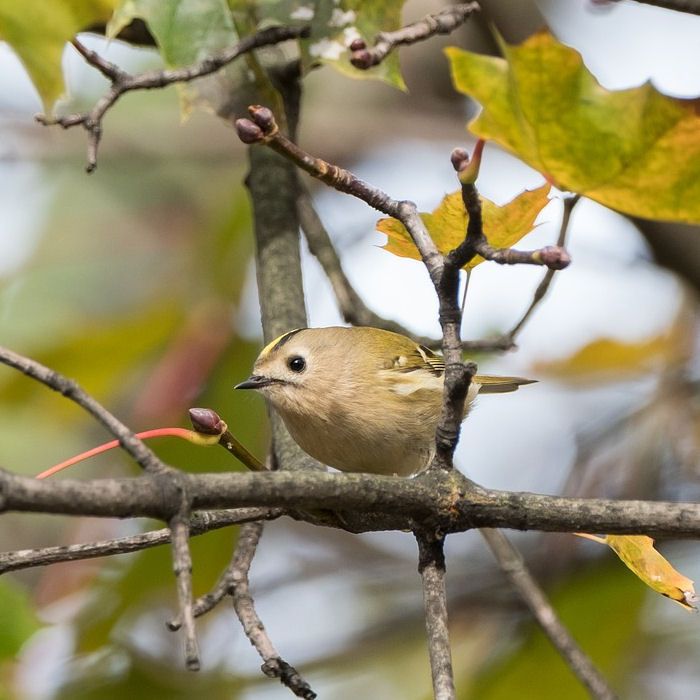 Goldcrest on tree branch