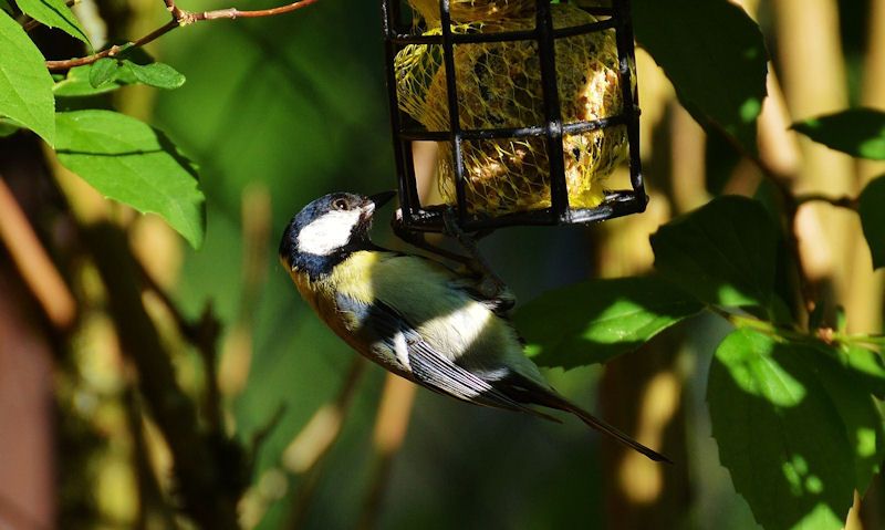 Great Tit perched on fat ball feeder