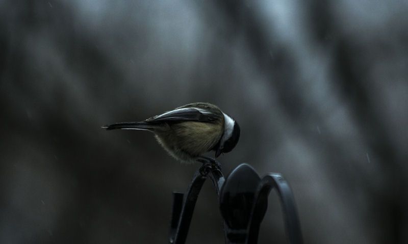 Great Tit perched on park railing