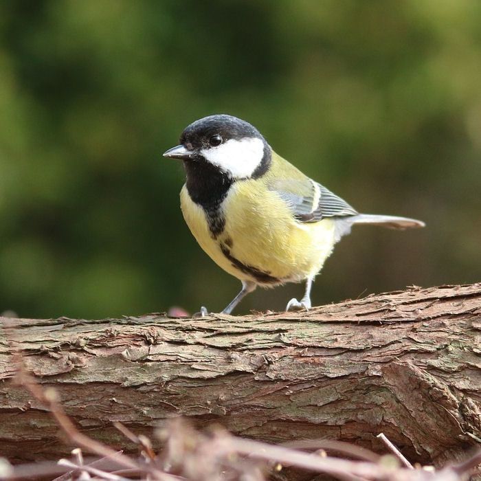 Great Tit standing on log