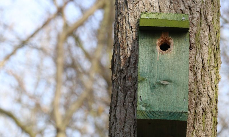 Weathered green bird box fixed to tree trunk