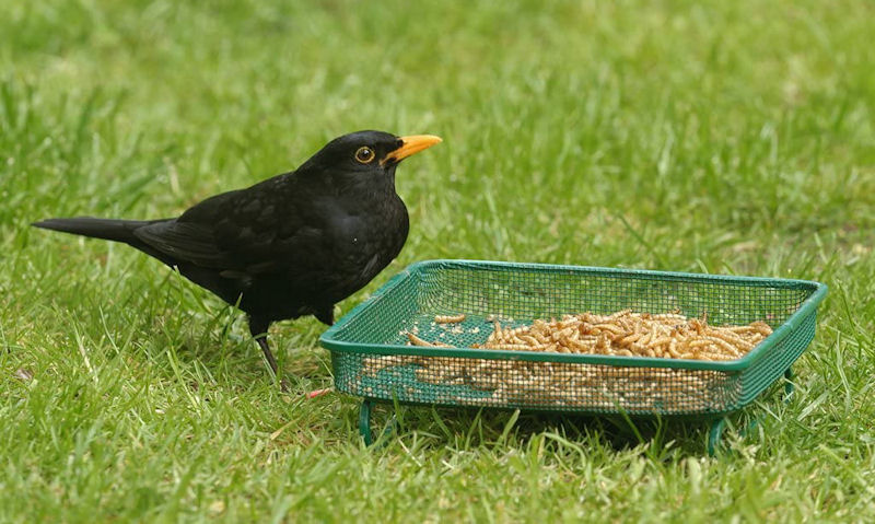 Blackbird using mesh ground bird feeding tray sitting on lawn