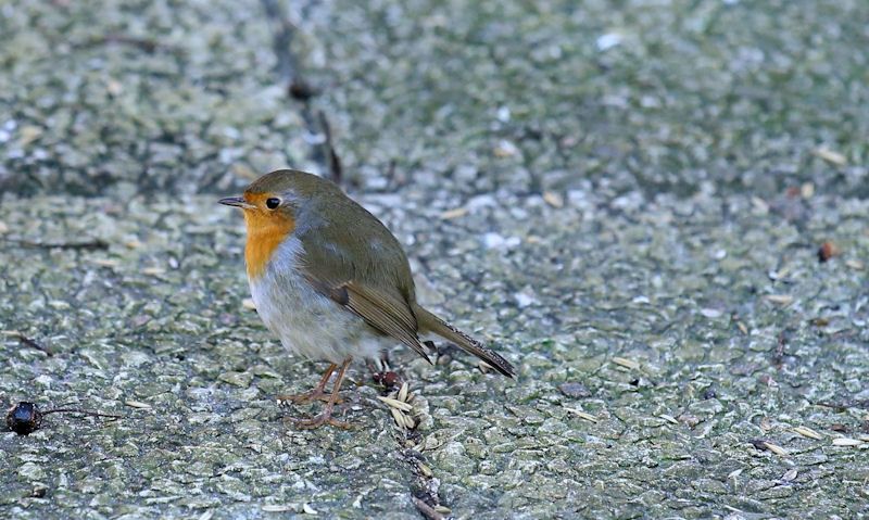 Young Robin is seen on a concrete patio