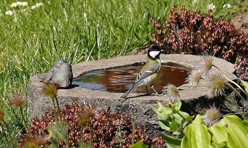 Coal Tit standing on stone ground bird bath