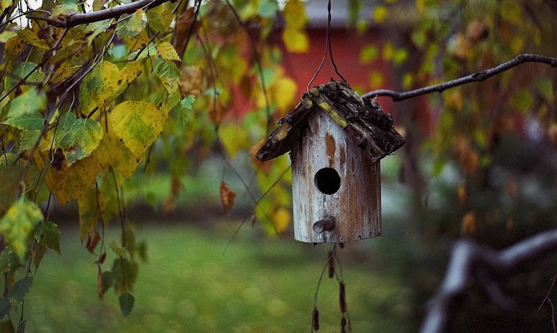 Wild birds peched on seed feeder in tree