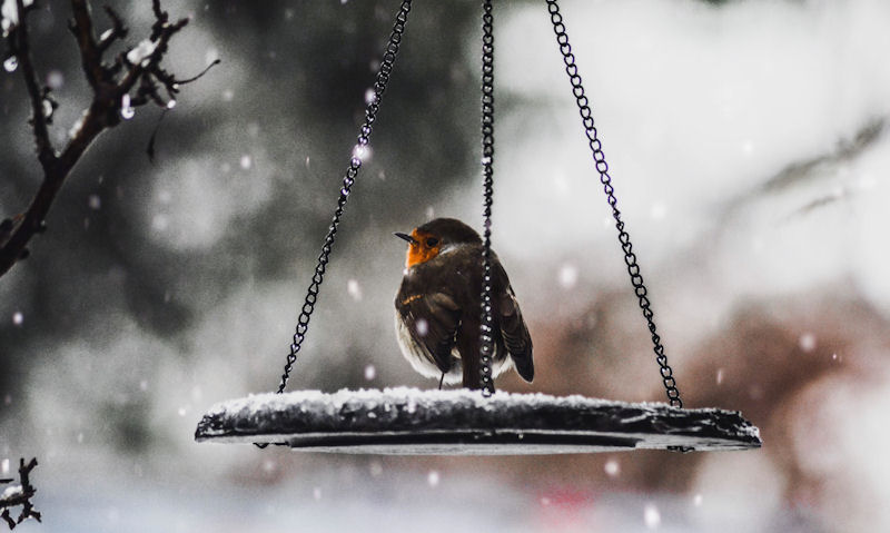 Robin using hanging feeder tray in snowy conditions