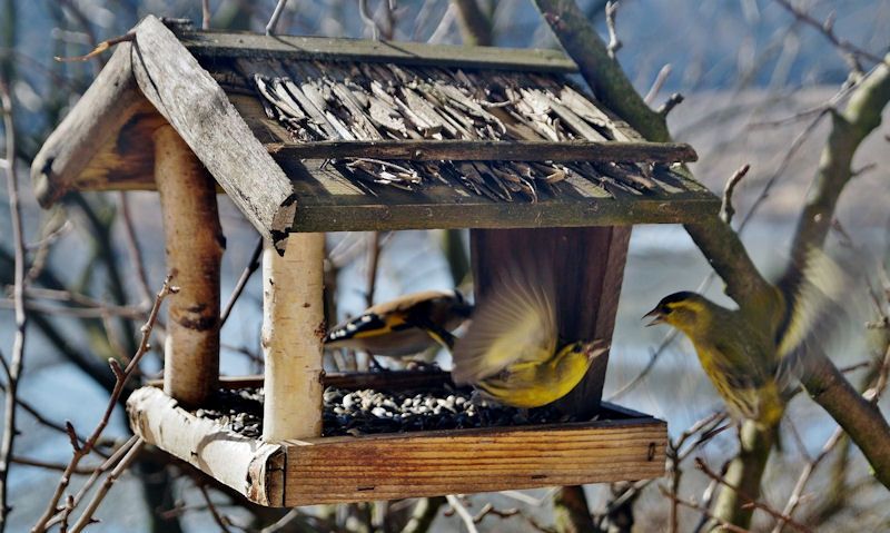 Finches squabble on hanging bird table