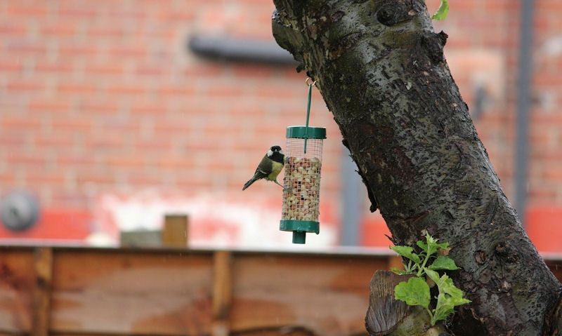 Great Tit perched on nut feeder