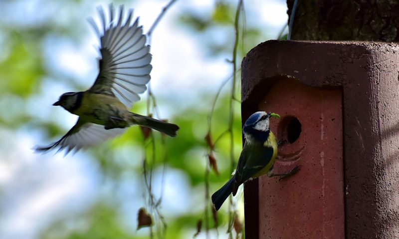 Perched, flying away Blue Tits at entrance hole