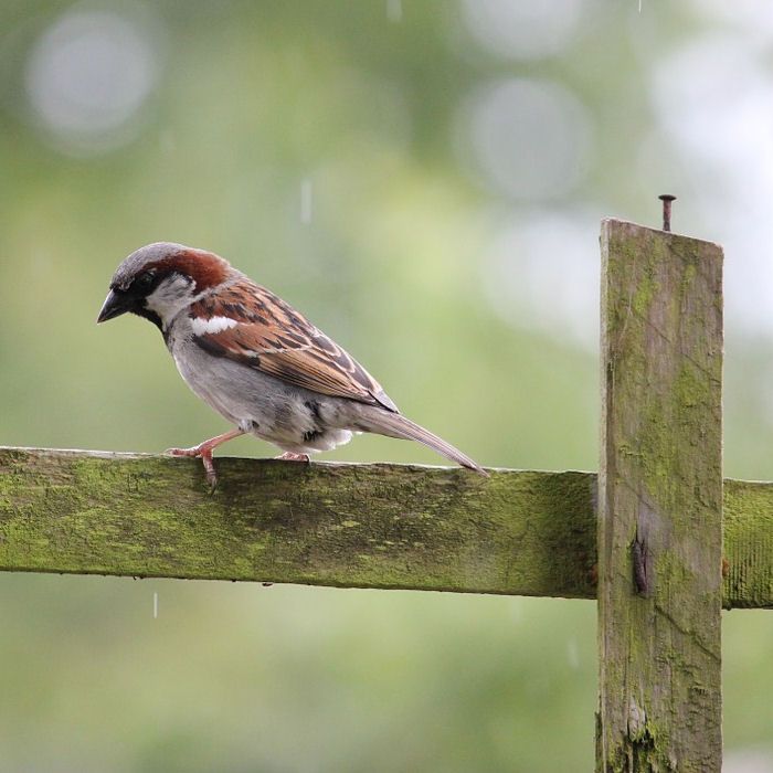 House Sparrow perched on weathered fence post