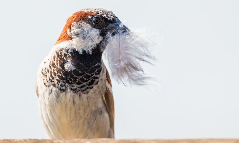 House Sparrow with feather in mouth