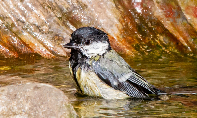 Great Tit sat in shallow cast iron bird bath bowl of water