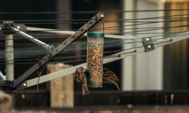 House Sparrows perched on seed feeder hanging off rotary washing line