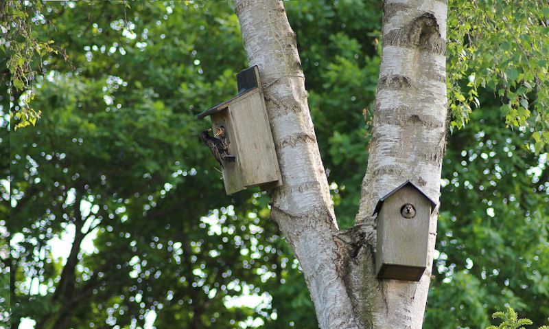 Bird boxes setup close by on tree