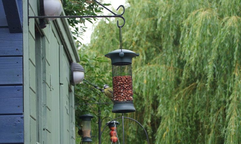 Bird feeder hanging off bracket on wooden garden shed