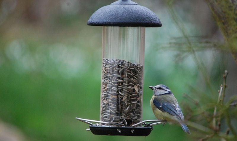 Blue Tit perched on sunflower seed, hanging clear plastic tube feeder