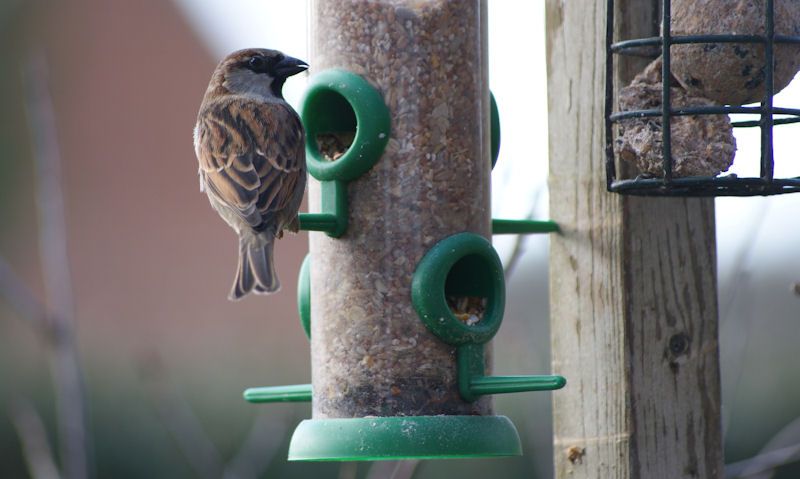 Sparrow feeding off dirty clear plastic tube seed feeder hanging up