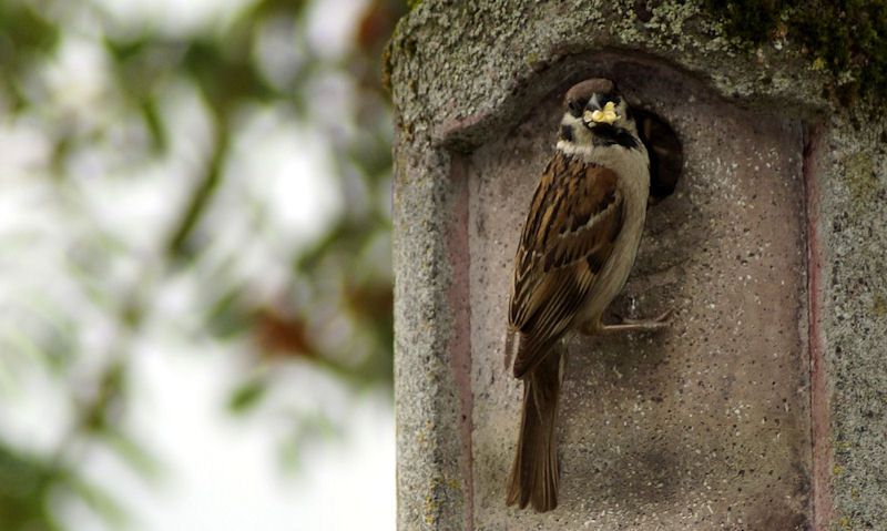 How to attract birds to a nest box