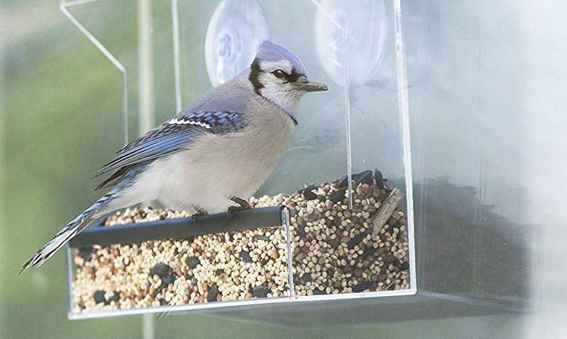 Bird feeding on window feeder