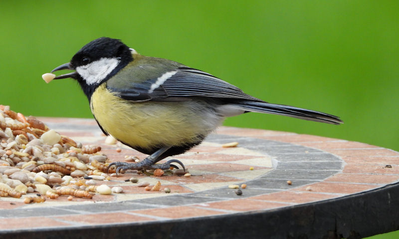 Great Tit standing on decorative table with peanut bit in beak