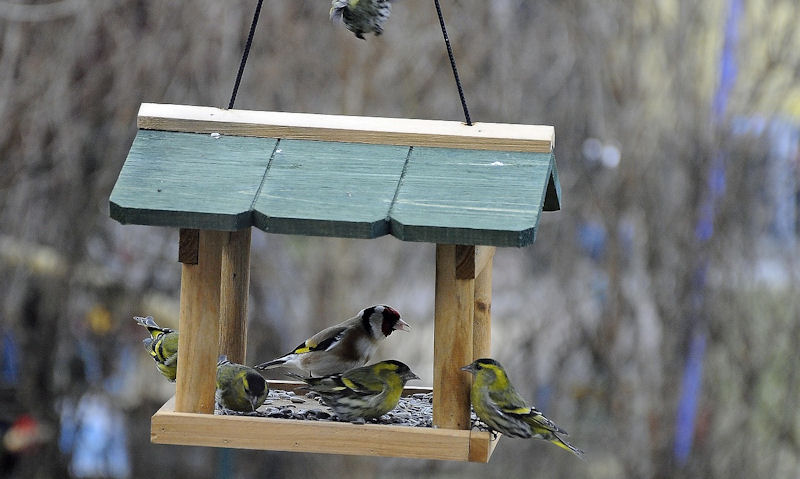 Siskins with only Goldfinch eating seeds off hanging wooden bird table