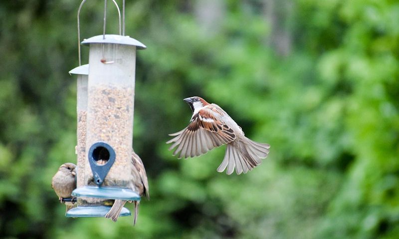 Sparrows assemble on two dirty hanging tube seed feeders