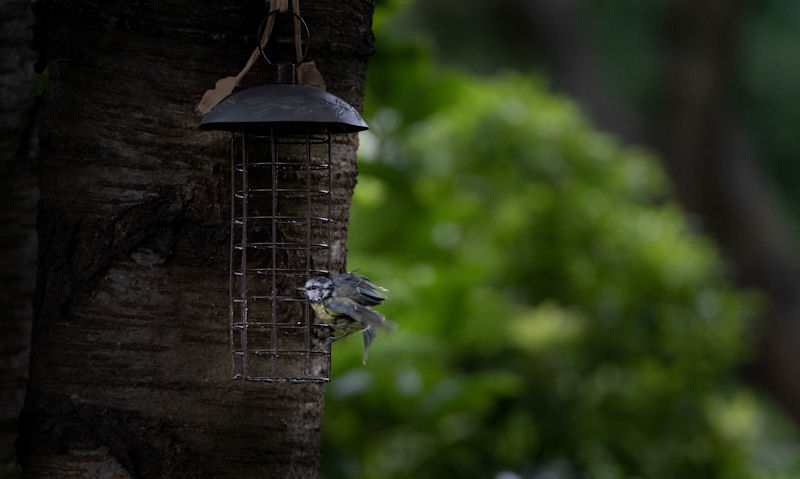 Lonely Blue Tit perched on empty fat ball feeder within dark woods