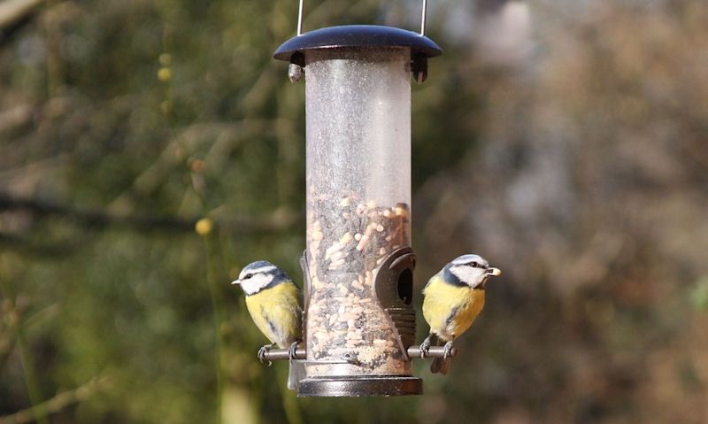 Blue Tits perched on seed feeder