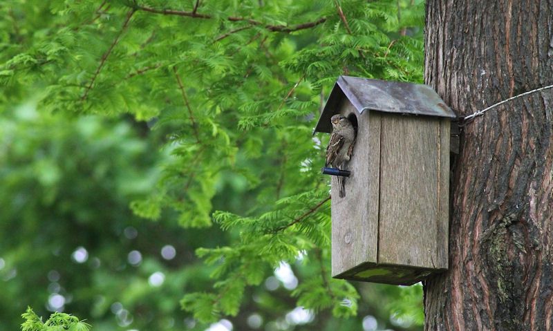 Sparrow inspects bird box fixed to tree trunk using galvanised wire rope