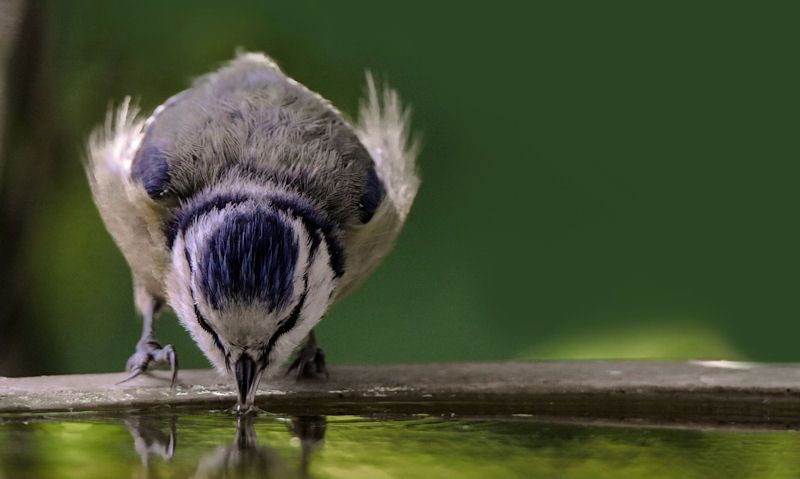 Blue Tit with bill submerged in water