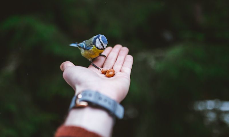 Blue Tit eating peanuts from hand