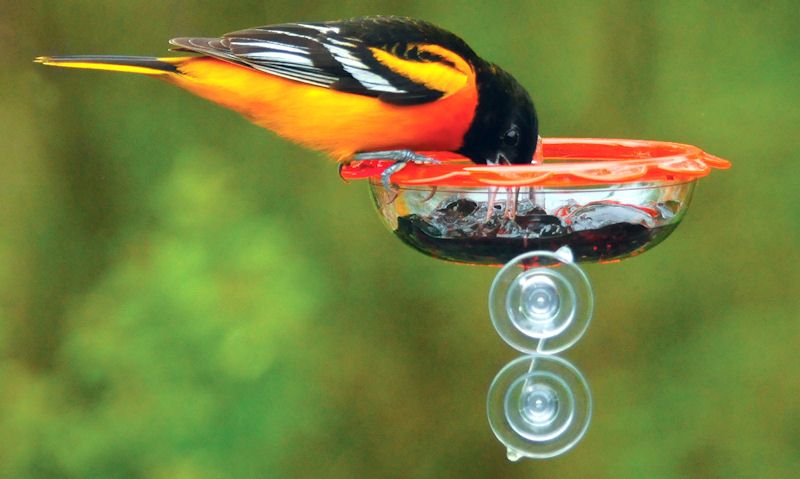 Oriole eating from suction cup feeder