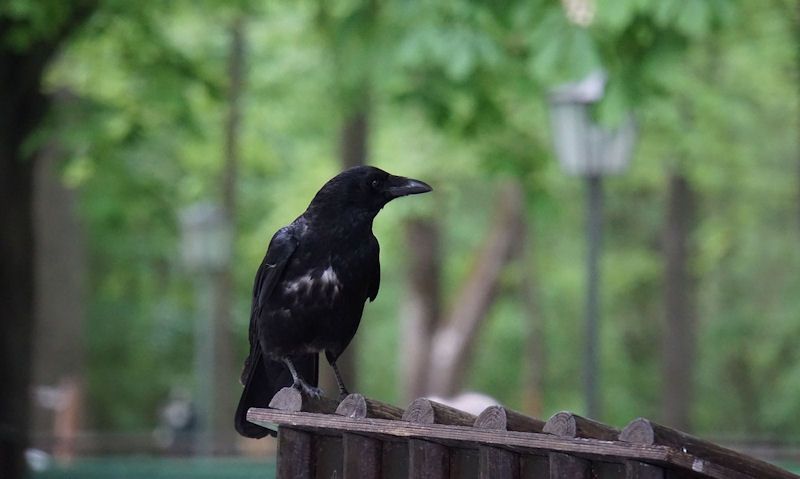 Crow perched on feeder in garden
