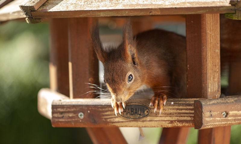 Squirrel sitting in underside of covered bird table on stand