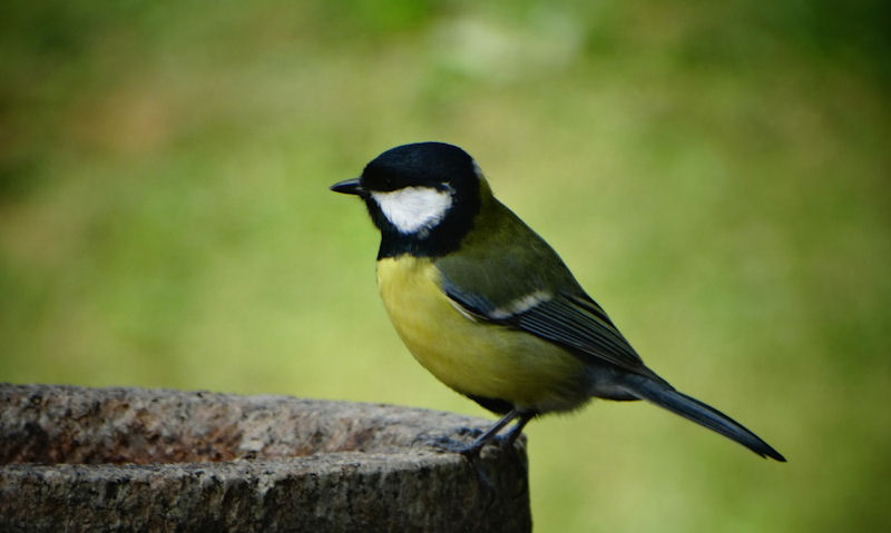 How to level a concrete bird bath