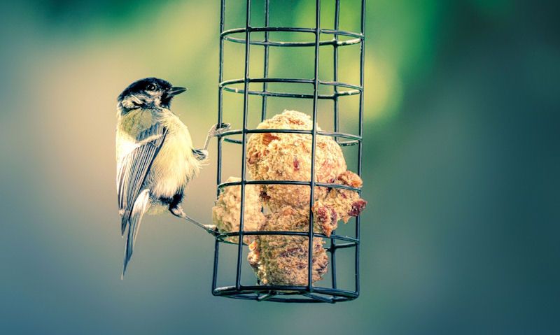 Blue Tit photogaphed perched on suet fat ball feeder