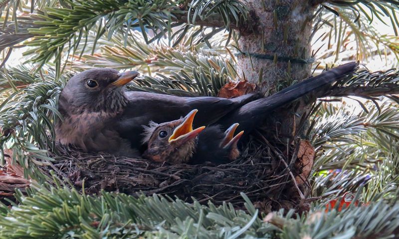 Mother sparrow seen with her young in nest built within fir tree