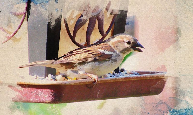 Oil painting effect bird on hanging feeder