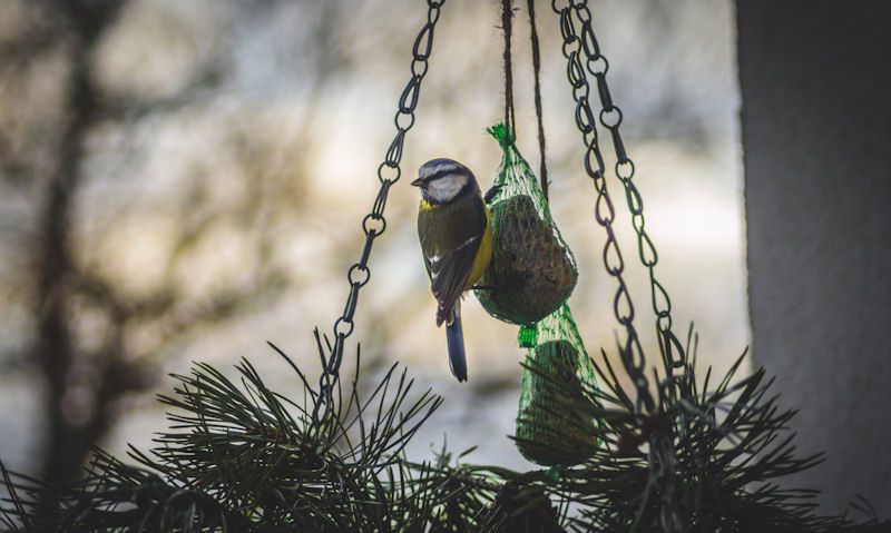 Blue Tit perched on fat balls in netting