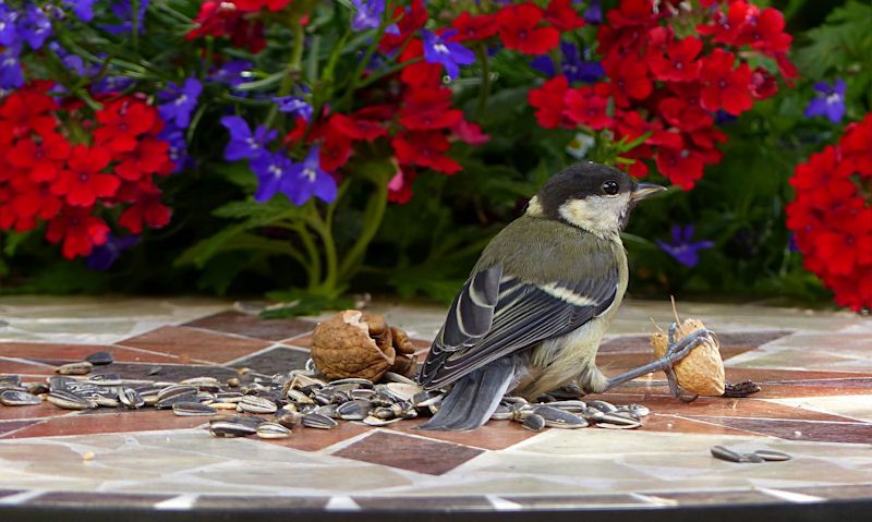 Great Tit feeding off ground